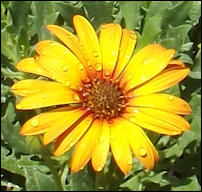 african daisy