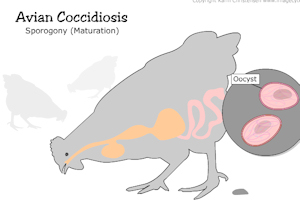 avian coccidiosis animation