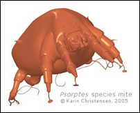 Scientific Illustration